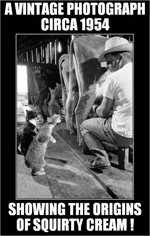 The Cat That Gets The Cream | A VINTAGE PHOTOGRAPH
CIRCA 1954; SHOWING THE ORIGINS OF SQUIRTY CREAM ! | image tagged in cats,milk,squirty cream | made w/ Imgflip meme maker