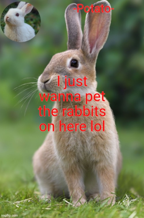 -Potato- rabbit announcement | I just wanna pet the rabbits on here lol | image tagged in -potato- rabbit announcement | made w/ Imgflip meme maker