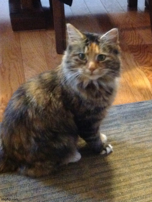 C o c o a | made w/ Imgflip meme maker