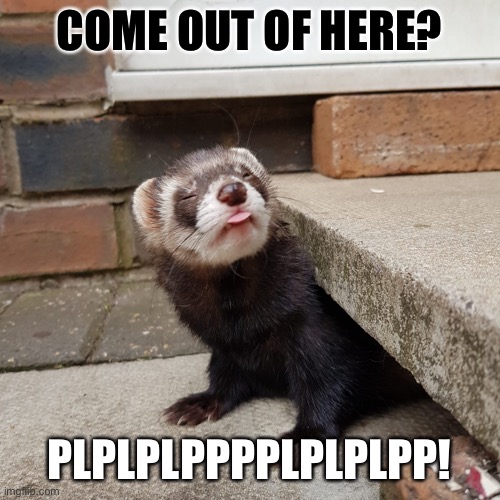 COME OUT OF HERE? PLPLPLPPPPLPLPLPP! | made w/ Imgflip meme maker