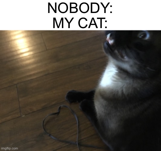 S a i l o r | NOBODY:
MY CAT: | image tagged in memes,cat | made w/ Imgflip meme maker