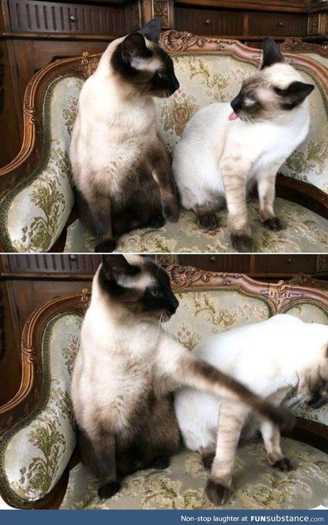 High Quality Siamese cats argument Blank Meme Template