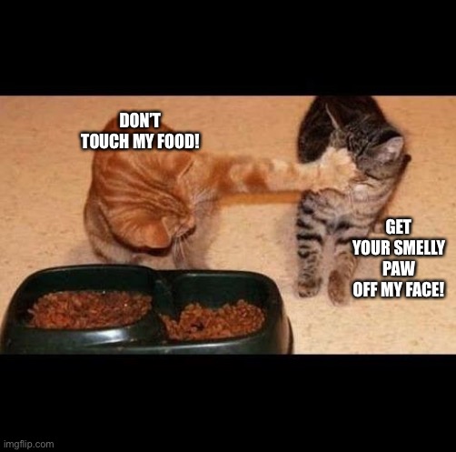 cats share food | DON’T TOUCH MY FOOD! GET YOUR SMELLY PAW OFF MY FACE! | image tagged in cats share food | made w/ Imgflip meme maker