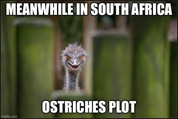 Soon Ostrich | MEANWHILE IN SOUTH AFRICA; OSTRICHES PLOT | image tagged in soon ostrich | made w/ Imgflip meme maker