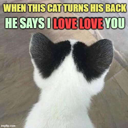 He loves, coming or going. | WHEN THIS CAT TURNS HIS BACK; LOVE LOVE; HE SAYS I LOVE LOVE YOU; DJ Anomalous | image tagged in cat with heart ears,cats,heart,ears,love,animals | made w/ Imgflip meme maker