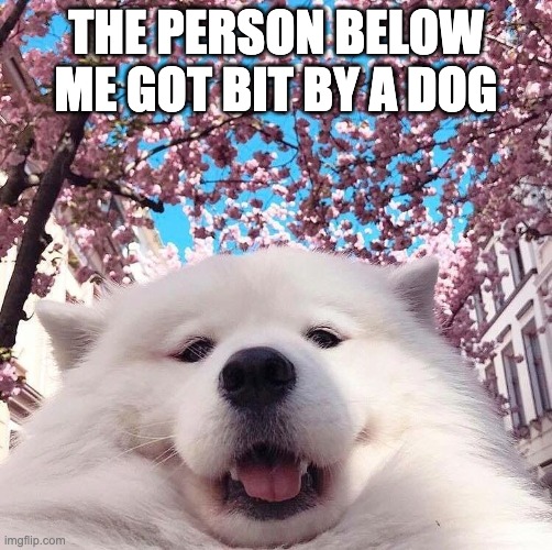 chonker | THE PERSON BELOW ME GOT BIT BY A DOG | image tagged in chonker | made w/ Imgflip meme maker