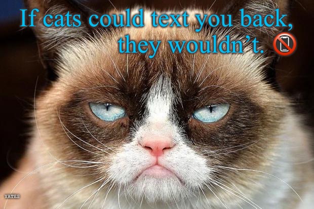 Non Texting Cat | If cats could text you back,                 they wouldn’t. 📵; YATES | image tagged in memes,grumpy cat not amused,grumpy cat,tech cat | made w/ Imgflip meme maker