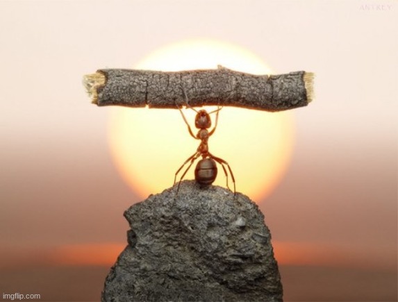 strong ant | image tagged in ant,awesome pics | made w/ Imgflip meme maker