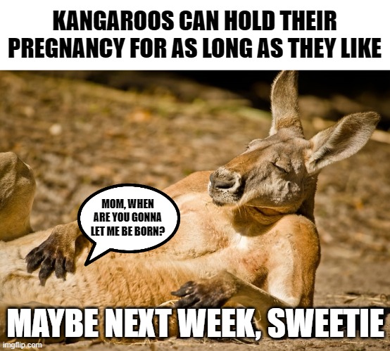 Joey: *sigh* I think another one is being born... |  KANGAROOS CAN HOLD THEIR PREGNANCY FOR AS LONG AS THEY LIKE; MOM, WHEN ARE YOU GONNA LET ME BE BORN? MAYBE NEXT WEEK, SWEETIE | image tagged in memes,kangaro,chillin,pregnancy,funny | made w/ Imgflip meme maker