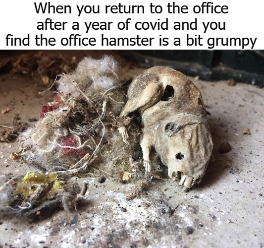 When you return to the office after a year of covid and you find the office hamster is a bit grumpy | image tagged in office | made w/ Imgflip meme maker