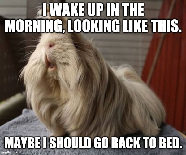 Guinea Pig | I WAKE UP IN THE MORNING, LOOKING LIKE THIS. MAYBE I SHOULD GO BACK TO BED. | image tagged in guinea pig | made w/ Imgflip meme maker