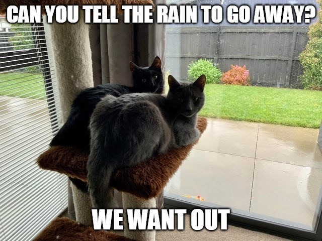 CAN YOU TELL THE RAIN TO GO AWAY? WE WANT OUT | image tagged in memes,cat,cats | made w/ Imgflip meme maker