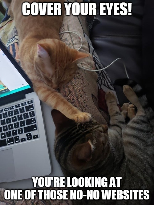 COVER YOUR EYES! YOU'RE LOOKING AT ONE OF THOSE NO-NO WEBSITES | image tagged in memes,cat,cats | made w/ Imgflip meme maker