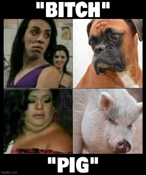 image tagged in bitch,pig,staredown,evil eye,lgbtq,girls | made w/ Imgflip meme maker