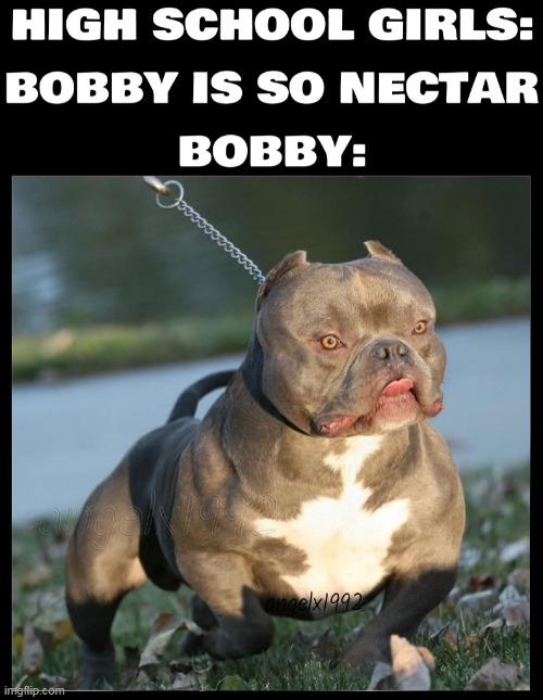 image tagged in dog,pitbull,bobby,high school,girls,sexy | made w/ Imgflip meme maker