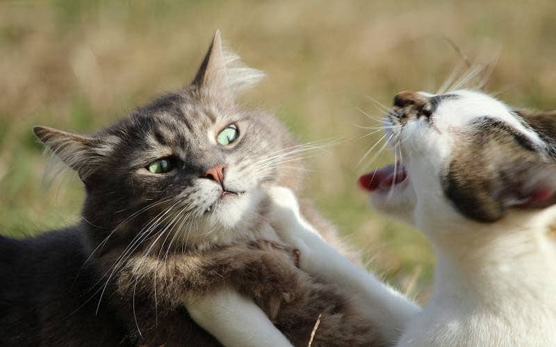 Cats fighting 2 Blank Meme Template
