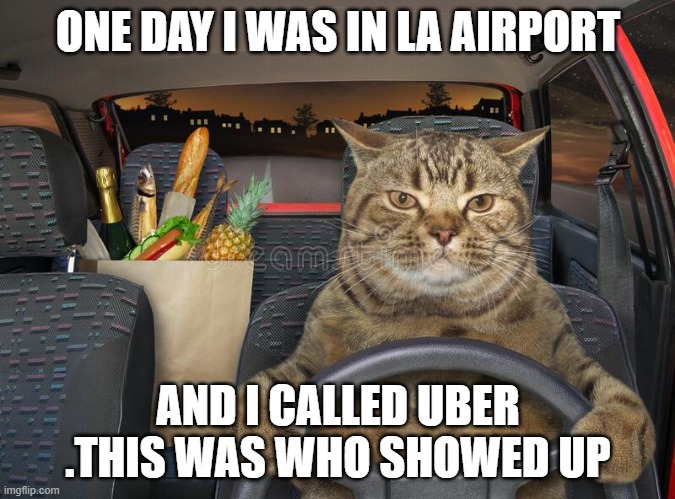 taxi drivers in la | ONE DAY I WAS IN LA AIRPORT; AND I CALLED UBER .THIS WAS WHO SHOWED UP | image tagged in cats driving car | made w/ Imgflip meme maker