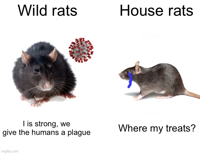 Rats | Wild rats; House rats; I is strong, we give the humans a plague; Where my treats? | image tagged in memes,buff doge vs cheems | made w/ Imgflip meme maker