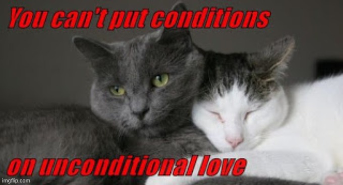 You can't put conditions on unconditional love | image tagged in love,lolcat,relationships | made w/ Imgflip meme maker