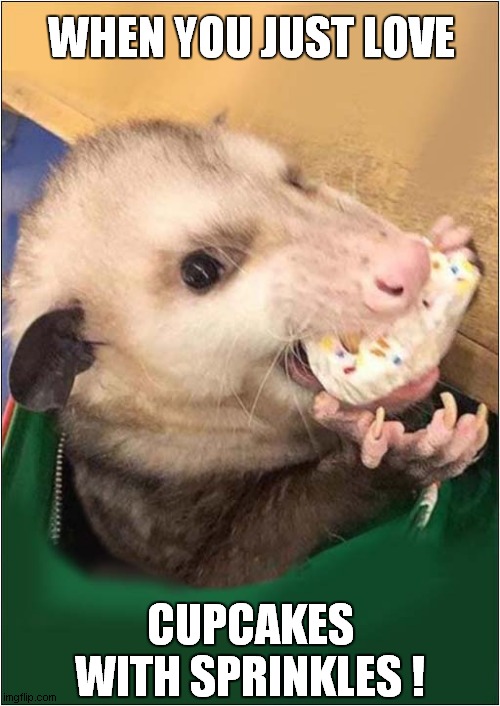 An Opossums Passion ! | WHEN YOU JUST LOVE; CUPCAKES WITH SPRINKLES ! | image tagged in opossum,passion,cupcakes | made w/ Imgflip meme maker