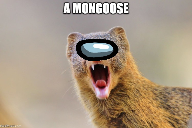 A Mongoose | A MONGOOSE | image tagged in mongoose,among us | made w/ Imgflip meme maker