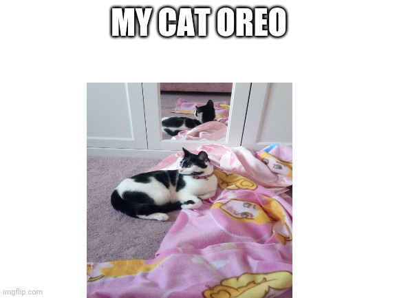 My cat Oreo | MY CAT OREO | image tagged in cute cat,amazingly furry | made w/ Imgflip meme maker
