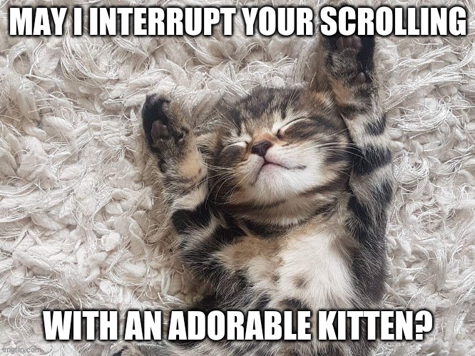 kitten | MAY I INTERRUPT YOUR SCROLLING; WITH AN ADORABLE KITTEN? | image tagged in cute,cute kitten,kittens,may i interrupt your scrolling | made w/ Imgflip meme maker