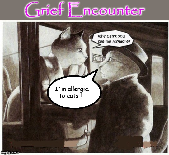 Grief Encounter ! | Grief Encounter; I`m allergic.            
to cats ! | image tagged in allergy | made w/ Imgflip meme maker