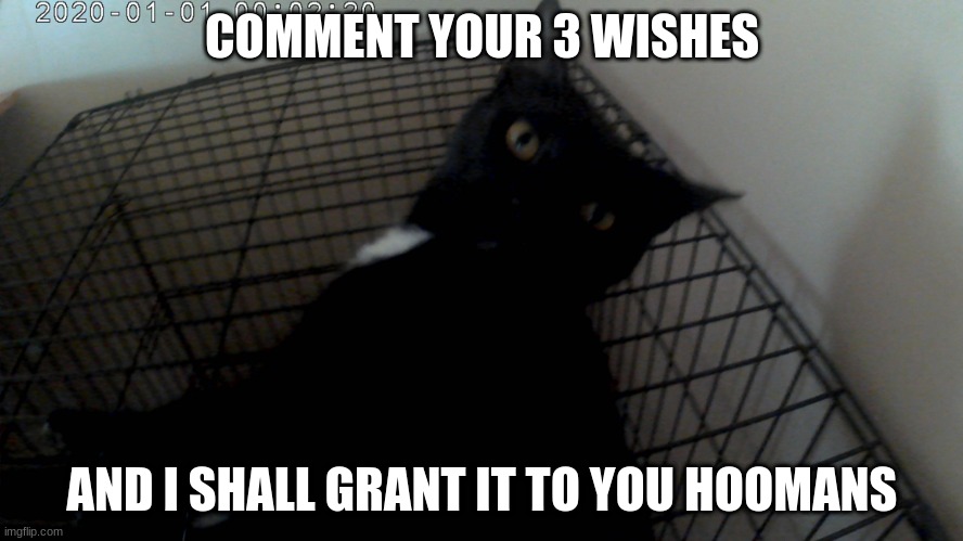 genie cat | COMMENT YOUR 3 WISHES; AND I SHALL GRANT IT TO YOU HOOMANS | image tagged in black cat,kitten,hooman,genie cat | made w/ Imgflip meme maker