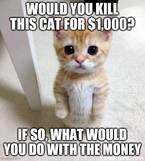 Cute Cat Meme | WOULD YOU KILL THIS CAT FOR $1,000? IF SO, WHAT WOULD YOU DO WITH THE MONEY | image tagged in memes,cute cat | made w/ Imgflip meme maker