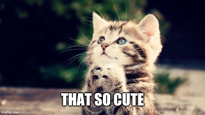 Cute kitten | THAT SO CUTE | image tagged in cute kitten | made w/ Imgflip meme maker
