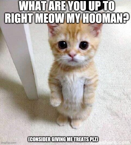 Cute Cat Meme | WHAT ARE YOU UP TO RIGHT MEOW MY HOOMAN? (CONSIDER GIVING ME TREATS PLZ) | image tagged in memes,cute cat | made w/ Imgflip meme maker