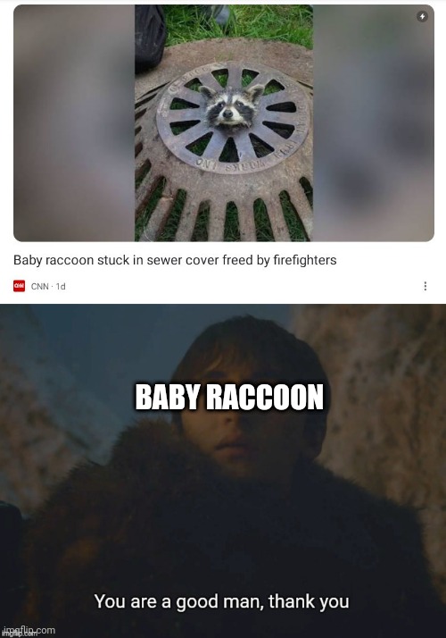 BABY RACCOON | image tagged in you are a good man thank you | made w/ Imgflip meme maker