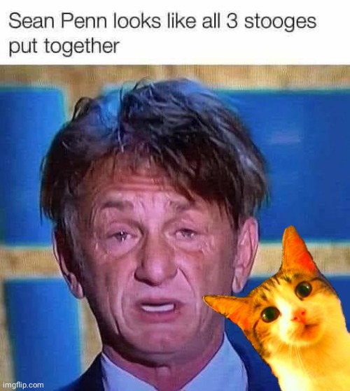 3 in 1 stooges | image tagged in cute cat | made w/ Imgflip meme maker