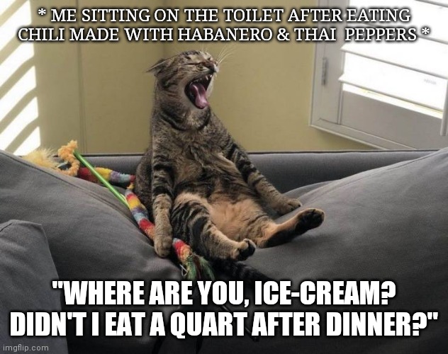 C'mon ice-cream! | * ME SITTING ON THE TOILET AFTER EATING CHILI MADE WITH HABANERO & THAI  PEPPERS *; "WHERE ARE YOU, ICE-CREAM? DIDN'T I EAT A QUART AFTER DINNER?" | image tagged in cat sitting and screaming | made w/ Imgflip meme maker