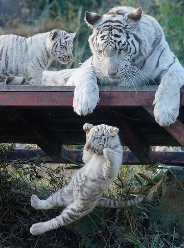 High Quality Tigers white cub falling Blank Meme Template