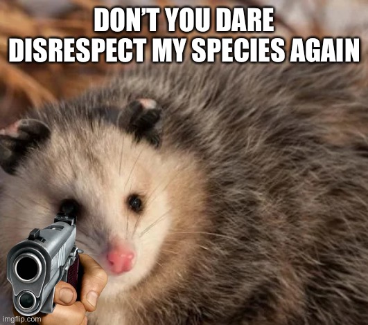 Opossums don’t deserve your disrespect | DON’T YOU DARE DISRESPECT MY SPECIES AGAIN | image tagged in opossum,possum,cute animals | made w/ Imgflip meme maker