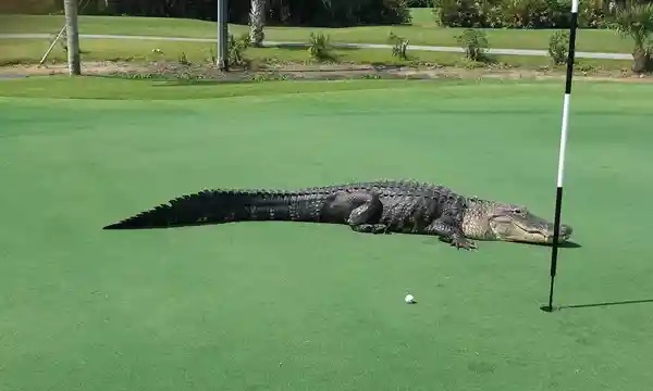 High Quality Alligator on golf course Blank Meme Template