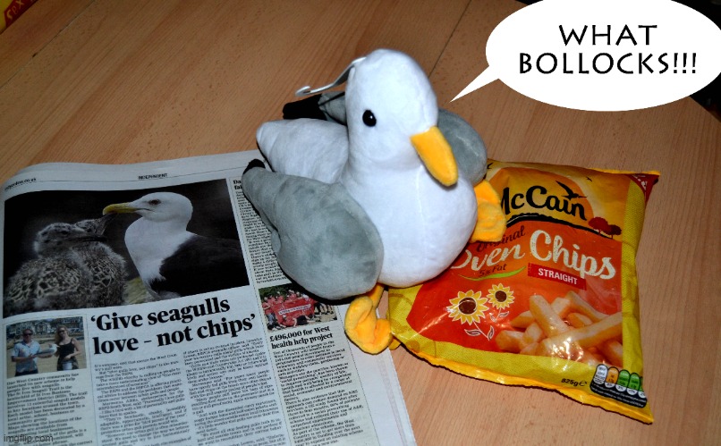 Seagulls need chips! | image tagged in seagull,chips,newspaper,swearing | made w/ Imgflip meme maker