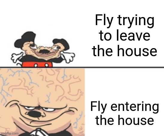 Flies in a Nutshell | Fly trying to leave the house; Fly entering the house | image tagged in fly | made w/ Imgflip meme maker