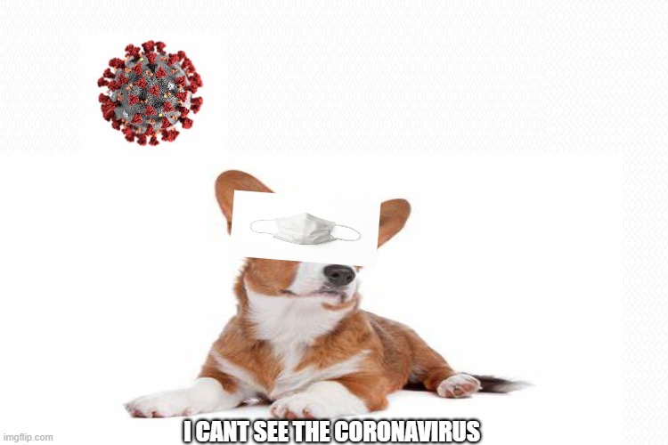 Coronavirus dog | I CANT SEE THE CORONAVIRUS | image tagged in coronavirus,funny dogs | made w/ Imgflip meme maker