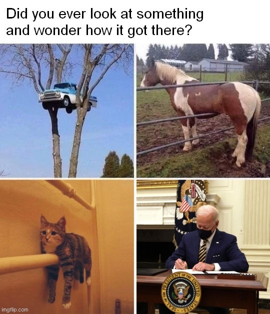 The Post Turtle | Did you ever look at something
and wonder how it got there? | image tagged in post turtle,biden,white house | made w/ Imgflip meme maker