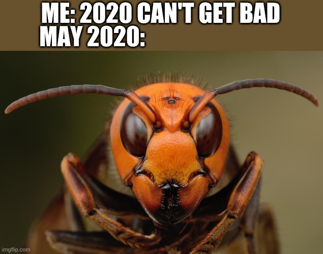 Giant hornet | ME: 2020 CAN'T GET BAD; MAY 2020: | image tagged in hornet,memes,2020,funny | made w/ Imgflip meme maker