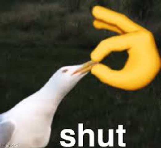 Shut Bird | image tagged in shut bird | made w/ Imgflip meme maker