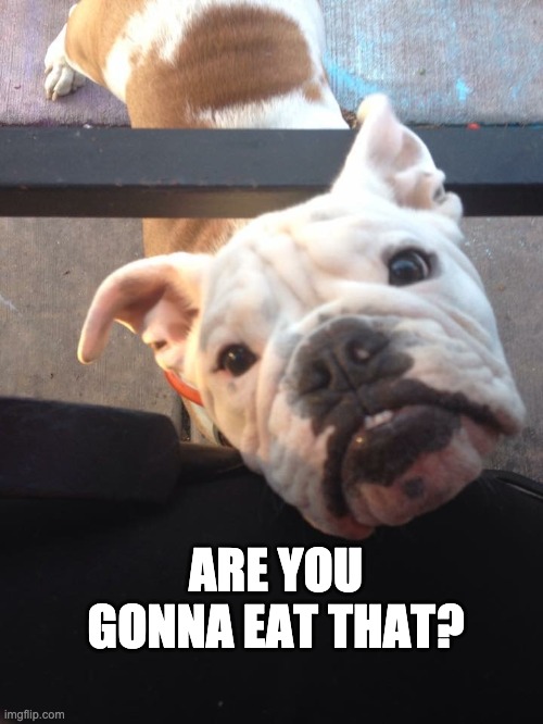 iwo | ARE YOU GONNA EAT THAT? | image tagged in funny | made w/ Imgflip meme maker