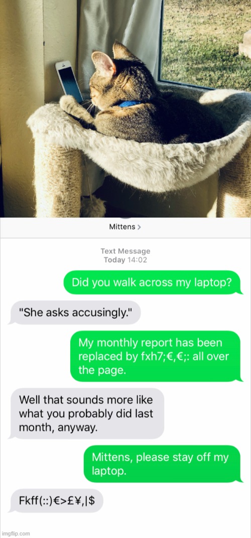 If cats could text | image tagged in cats,texting,memes,funny | made w/ Imgflip meme maker