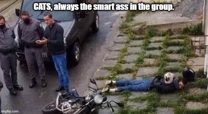 CATS, always the smart ass | CATS, always the smart ass in the group. | image tagged in cat,smart,funny,arrest | made w/ Imgflip meme maker