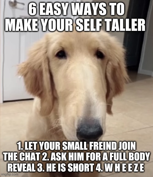 . | 6 EASY WAYS TO MAKE YOUR SELF TALLER; 1. LET YOUR SMALL FREIND JOIN THE CHAT 2. ASK HIM FOR A FULL BODY REVEAL 3. HE IS SHORT 4. W H E E Z E | image tagged in a dog that has a long nose | made w/ Imgflip meme maker