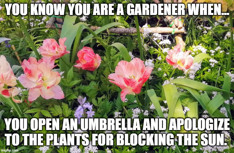 Apology to the flowers | YOU KNOW YOU ARE A GARDENER WHEN... YOU OPEN AN UMBRELLA AND APOLOGIZE TO THE PLANTS FOR BLOCKING THE SUN. | image tagged in gardening | made w/ Imgflip meme maker