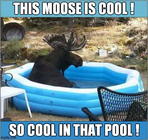 A Cool Moose ! | THIS MOOSE IS COOL ! SO COOL IN THAT POOL ! | image tagged in moose,cool,pool | made w/ Imgflip meme maker